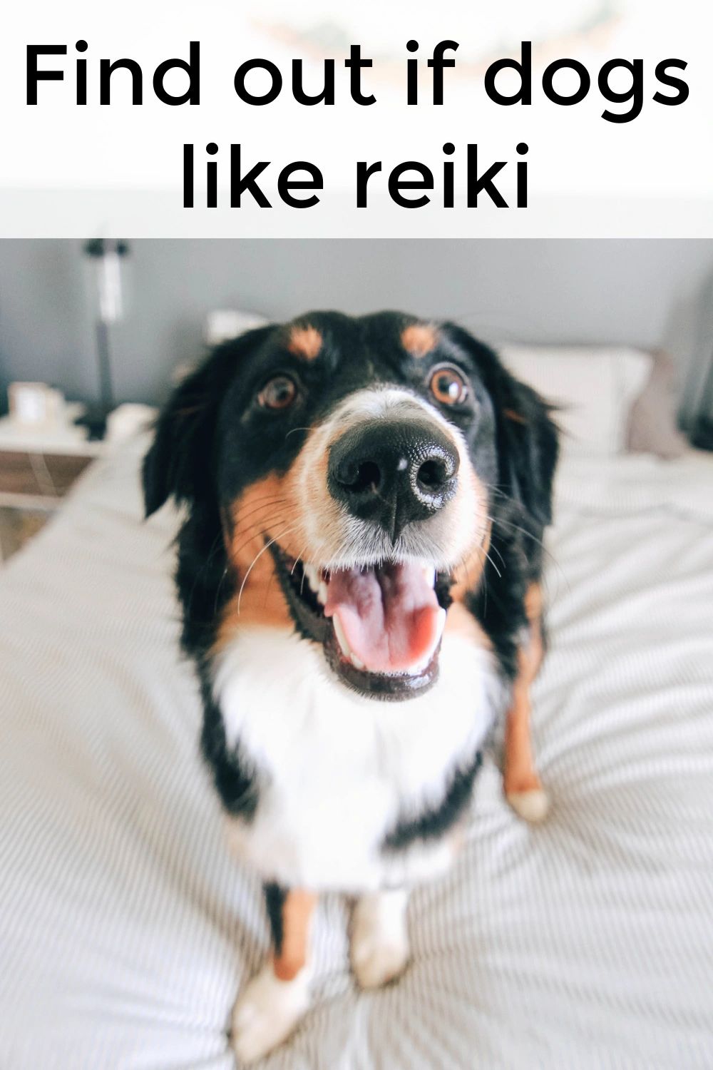 Dogs generally seem to like Reiki. But it's important to ask permission and allow them to stop whenever they feel the need. Dogs generally seem to like Reiki. But it's important to ask permission and allow them to stop whenever they feel the need.