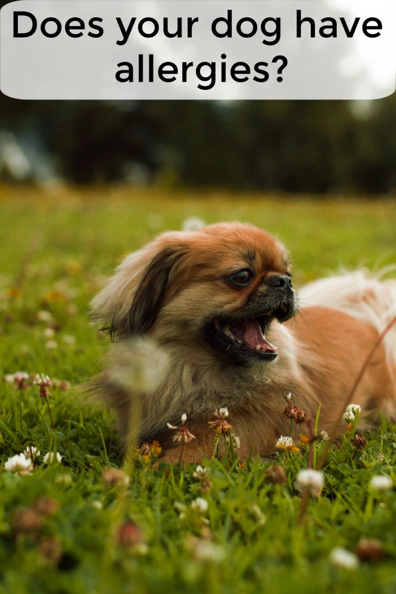 If your dog has allergies, you'll need to take several steps to truly resolve the problem.  The first step is to notice that something isn't right.  Then a trip to the vet so you can discuss what you've noticed.  Your vet will give you some guidance to help resolve the problems.  Finally, you'll have to be diligent, watching for future reoccurences.  Allergies don't go away, so your dog could be exposed again with the same results.