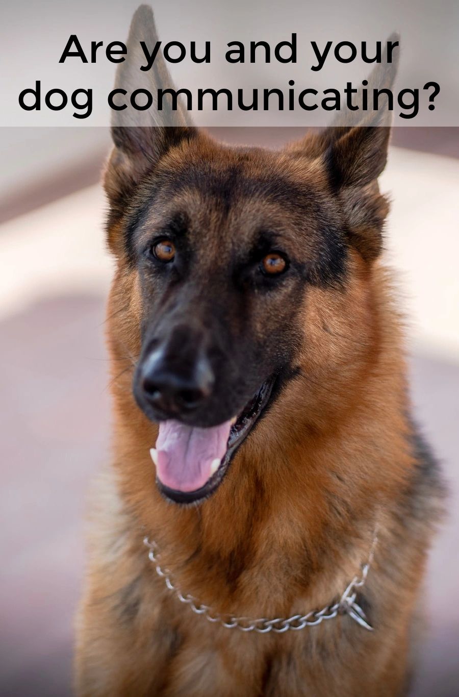 You can learn to understand more of what your pet is trying to tell you with practice. And the more you practice, the better your communication skills will become. You can learn to understand more of what your pet is trying to tell you with practice. And the more you practice, the better your communication skills will become.