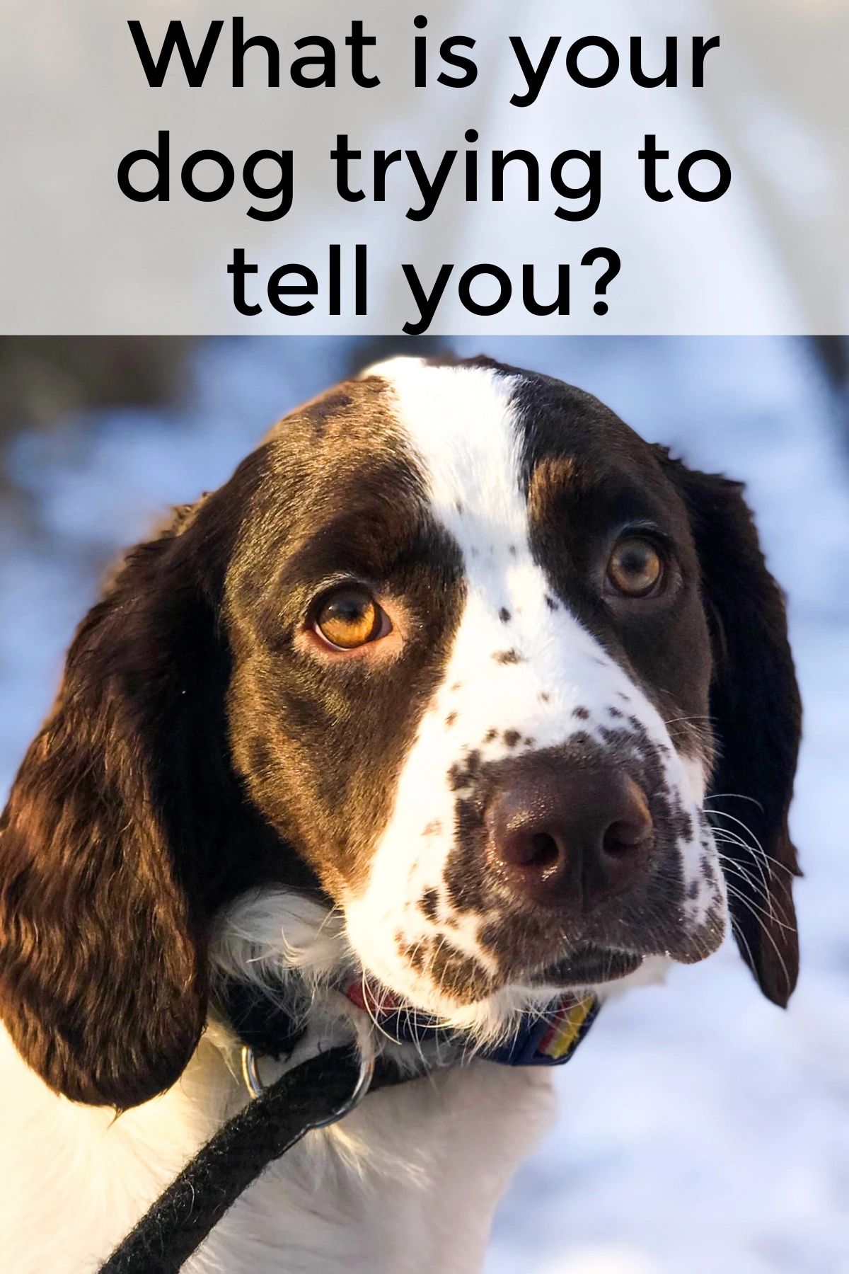 Dogs can be pretty good at letting us know what they need. With a bit of effort, imagine how much better our mutual understanding could be. Dogs can be pretty good at letting us know what they need. With a bit of effort, imagine how much better our mutual understanding could be.