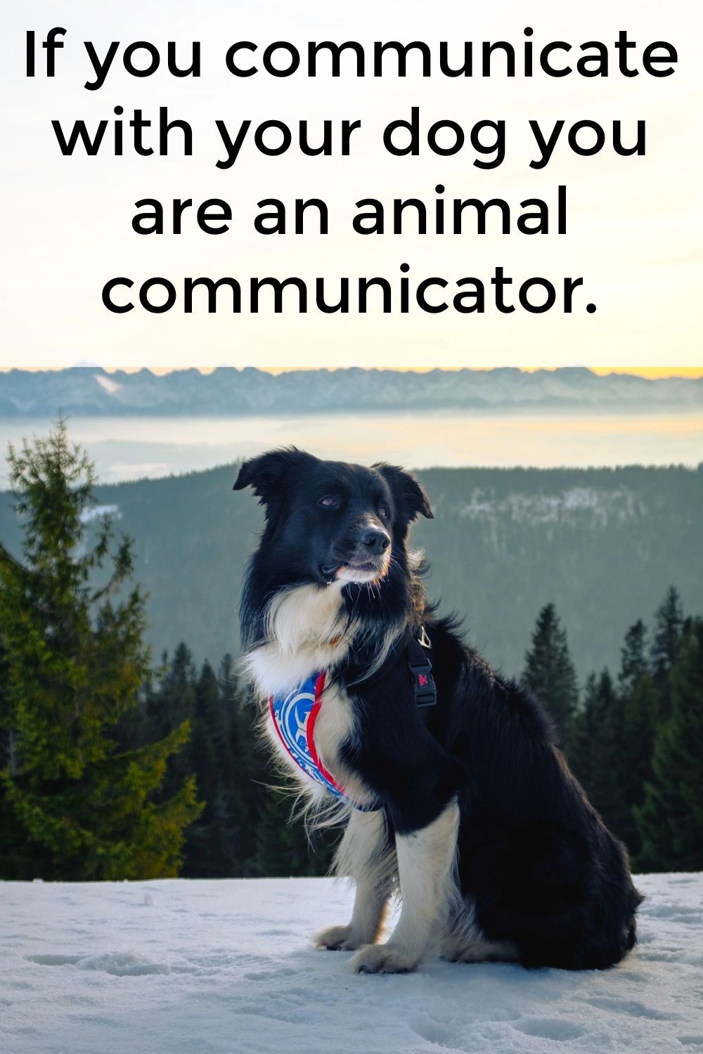 “Animal Communicator” is really a fancy term for what animal caregivers are capable of doing every day. “Animal Communicator” is really a fancy term for what animal caregivers are capable of doing every day.