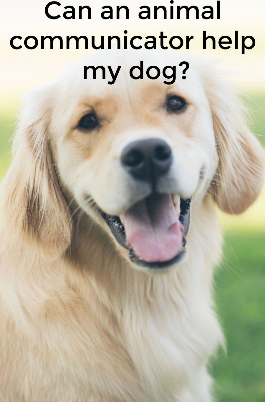 Have you heard of animal communicators? They are becoming much more common than they used to be, but what do they do? Have you heard of animal communicators? They are becoming much more common than they used to be, but what do they do?