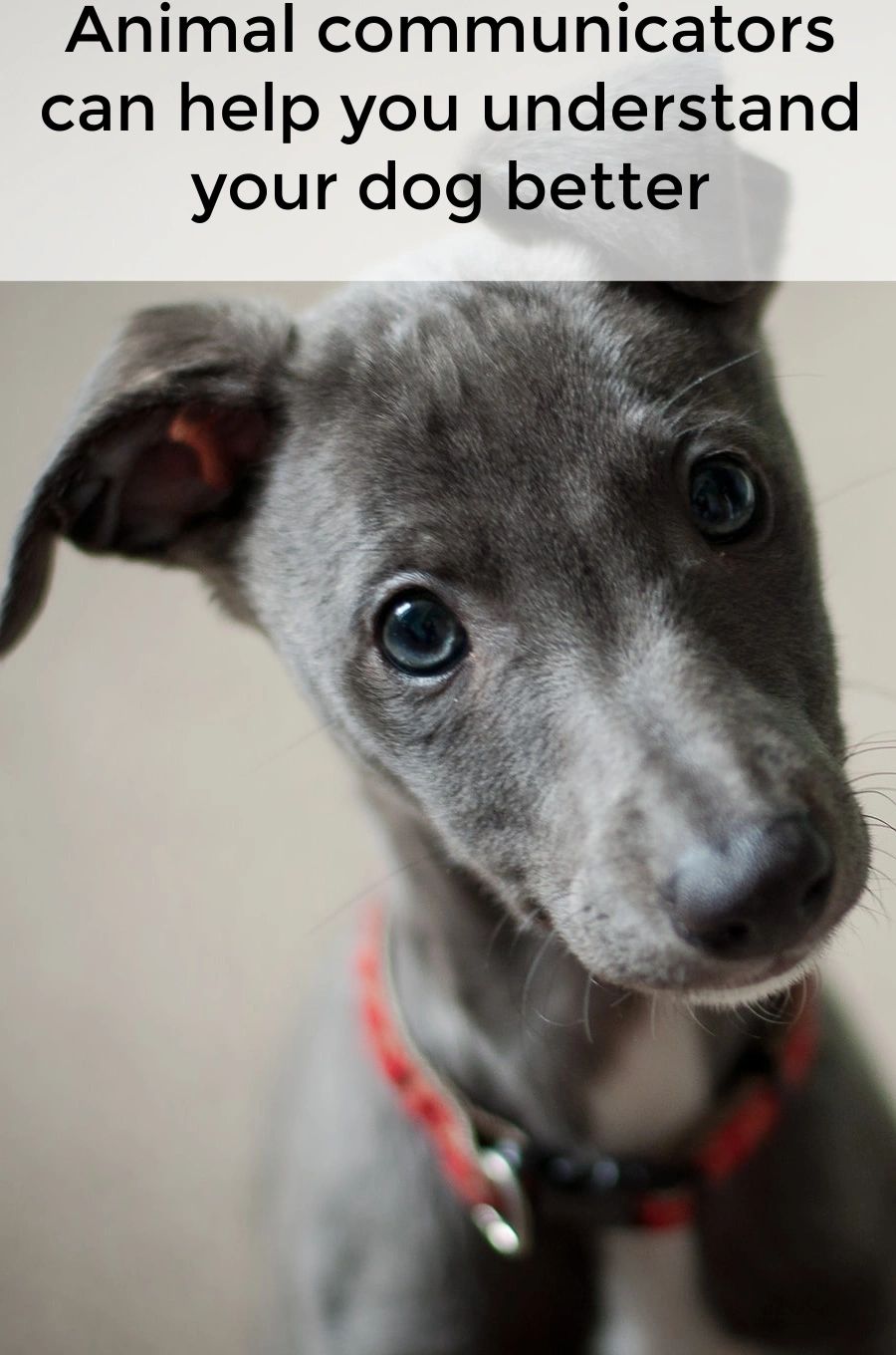 When an animal has an issue, there are often actions we can take to help them work through it. But we may not realize what the issues are if we can't communicate with them. When an animal has an issue, there are often actions we can take to help them work through it. But we may not realize what the issues are if we can't communicate with them.