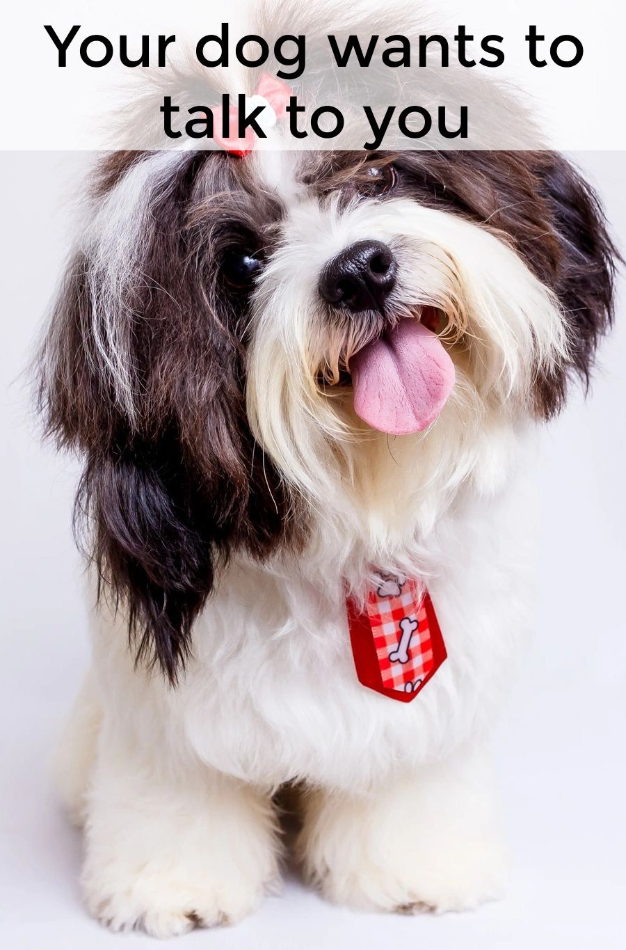 Your dog may be trying to tell you something. If you pay attention, you might be able to understand. Your dog may be trying to tell you something. If you pay attention, you might be able to understand.