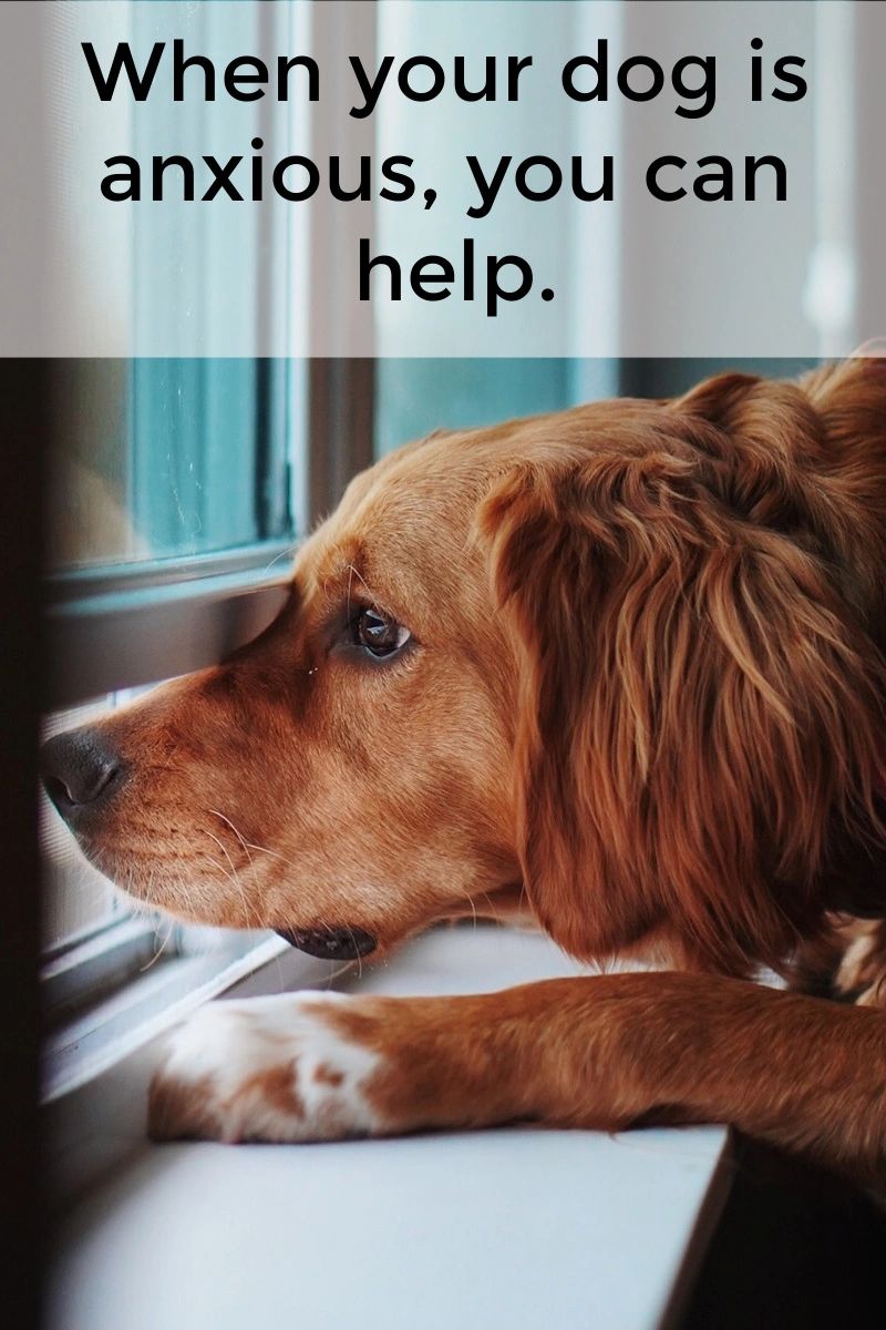 If you have a dog that gets anxious, there are steps you can take to prevent them from totally losing it.  A little preparation on your end can make life easier for you both.