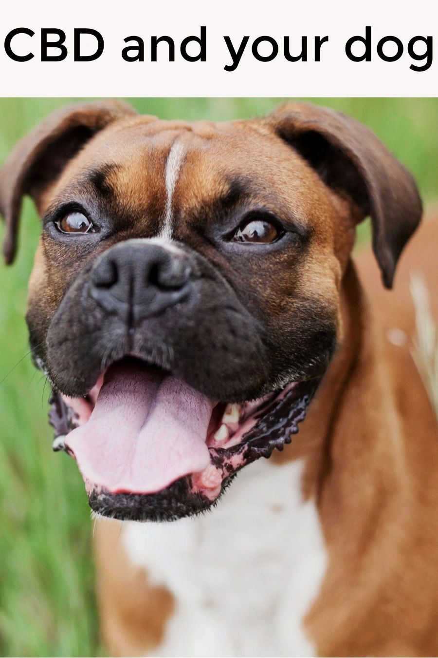 The best way to find a good CBD product is to do your research. A company with a good reputation that tests their products for content and effectiveness is a good bet. The best way to find a good CBD product is to do your research. A company with a good reputation that tests their products for content and effectiveness is a good bet.