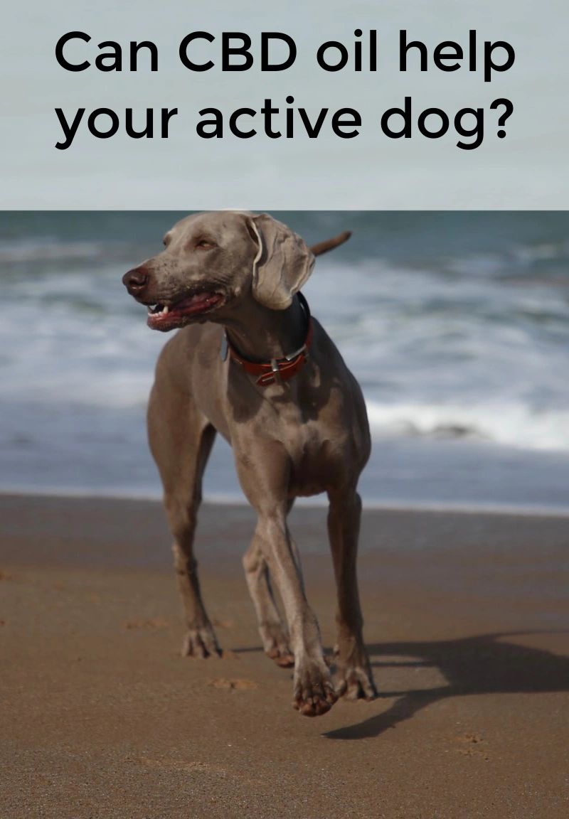 Chances are that a quality CBD product can make a difference for your dog. Chances are that a quality CBD product can make a difference for your dog.