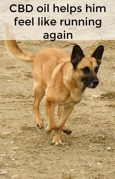 Dogs with pain or anxiety issues seem to do much better after using CBD products. But not all products work the same. Dogs with pain or anxiety issues seem to do much better after using CBD products. But not all products work the same.