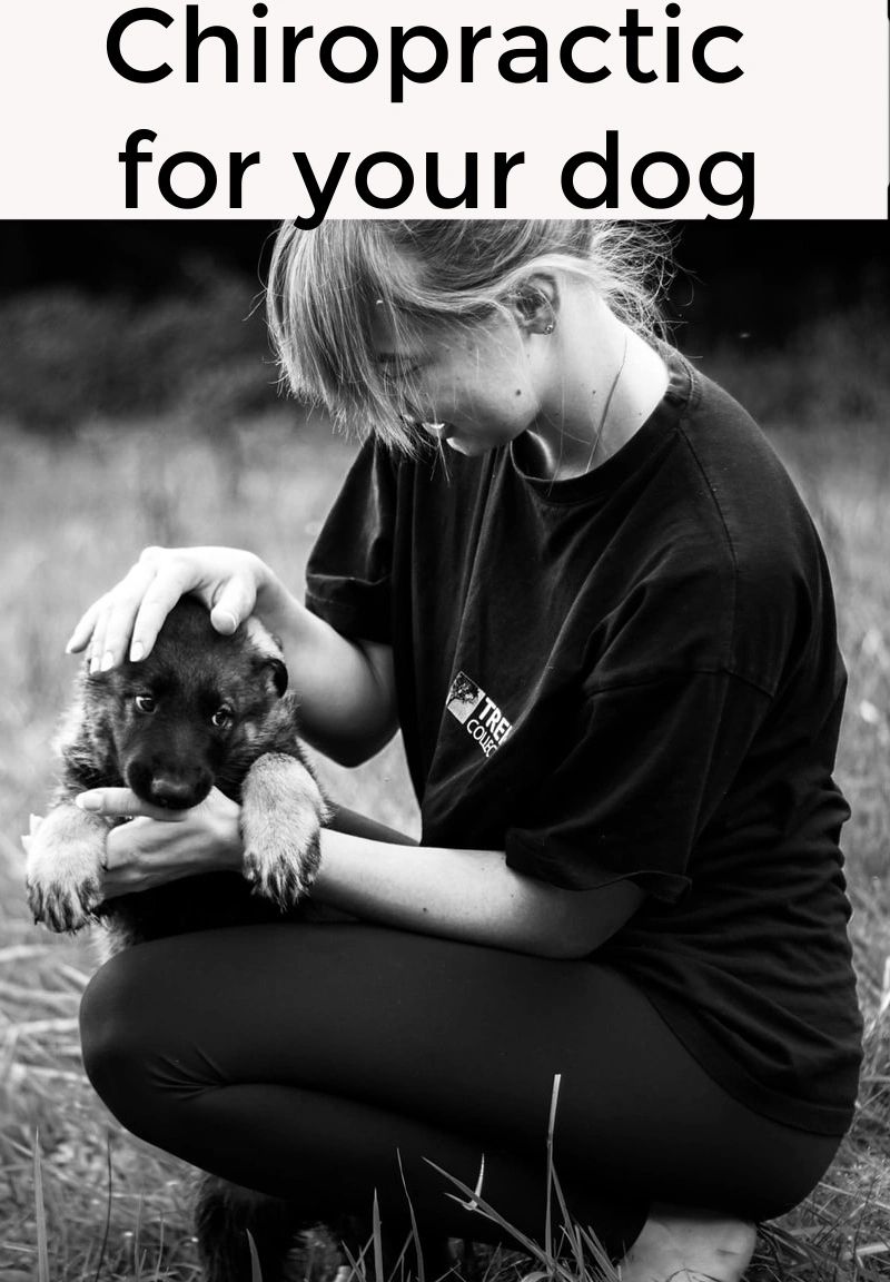 A chiropractor can help your dog with pain, numbness, behavior issues and even allergies or digestive problems. 