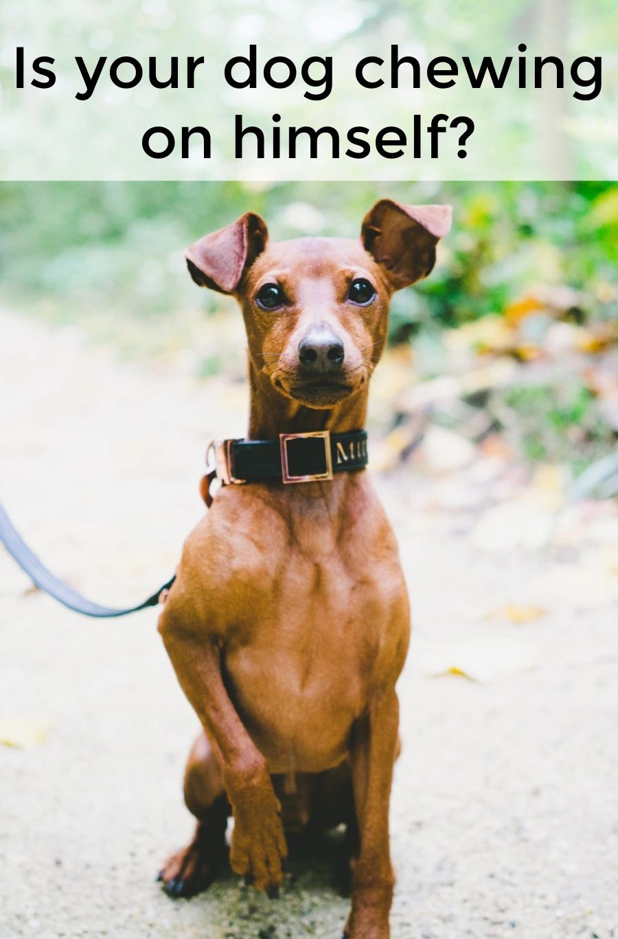 There could be several reasons your dog is chewing on him or herself. Many of them are because of issues that need to be resolved. Fortunately, there are things you can do to help them feel better. There could be several reasons your dog is chewing on him or herself. Many of them are because of issues that need to be resolved. Fortunately, there are things you can do to help them feel better.