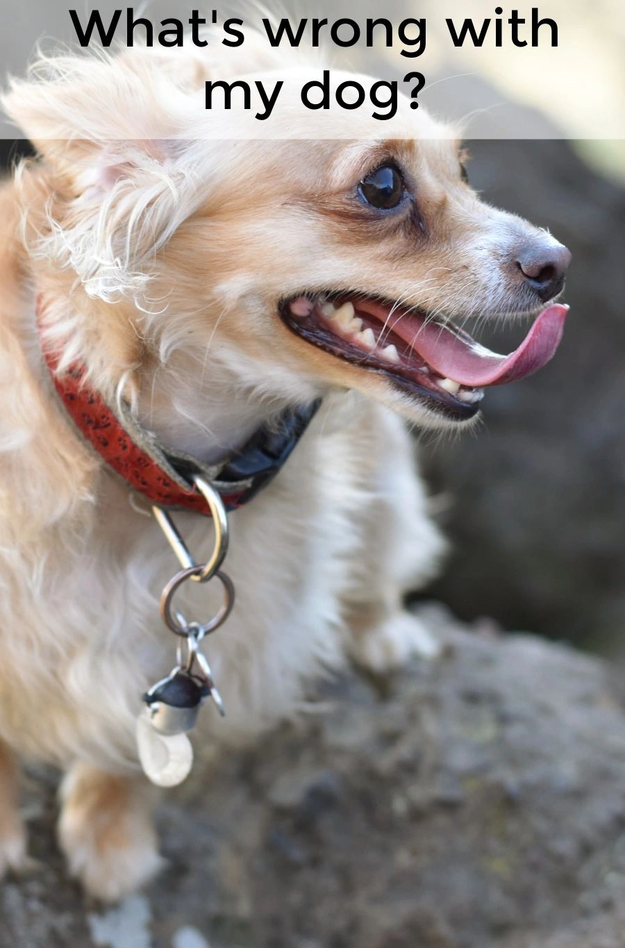 If your dog is chewing on a paw, leg or any other part of the body, you should probably pay attention. This behavior can often be the sign of a problem. If your dog is chewing on a paw, leg or any other part of the body, you should probably pay attention. This behavior can often be the sign of a problem.