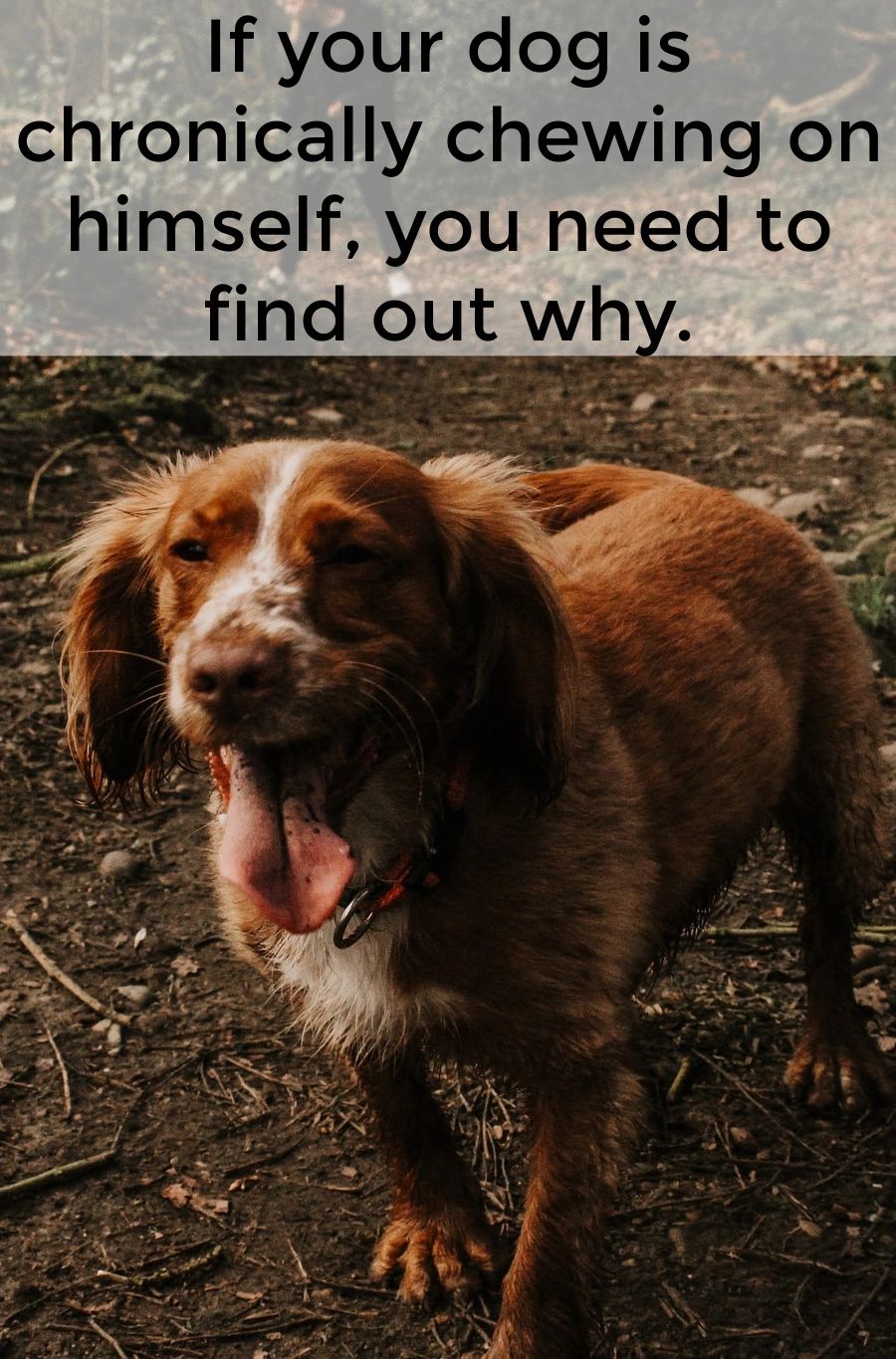 Whether it's because of anxiety, allergies, pain, or something else, if your dog is chewing on himself, he or she may need your assistance to make things better. Whether it's because of anxiety, allergies, pain, or something else, if your dog is chewing on himself, he or she may need your assistance to make things better.