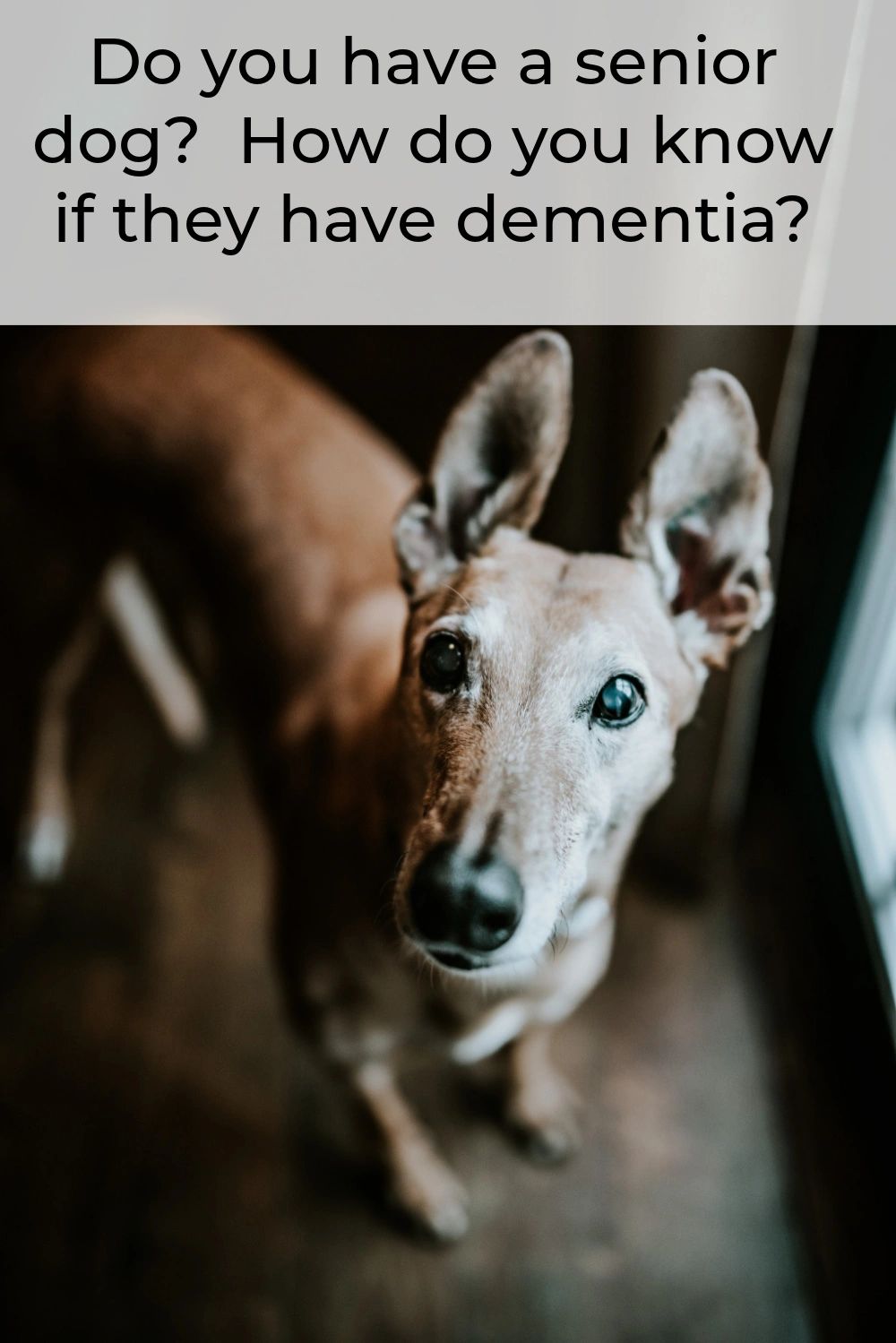 Canine dementia can be challenging. Your dog is still your dog. They just need some extra help and understanding.