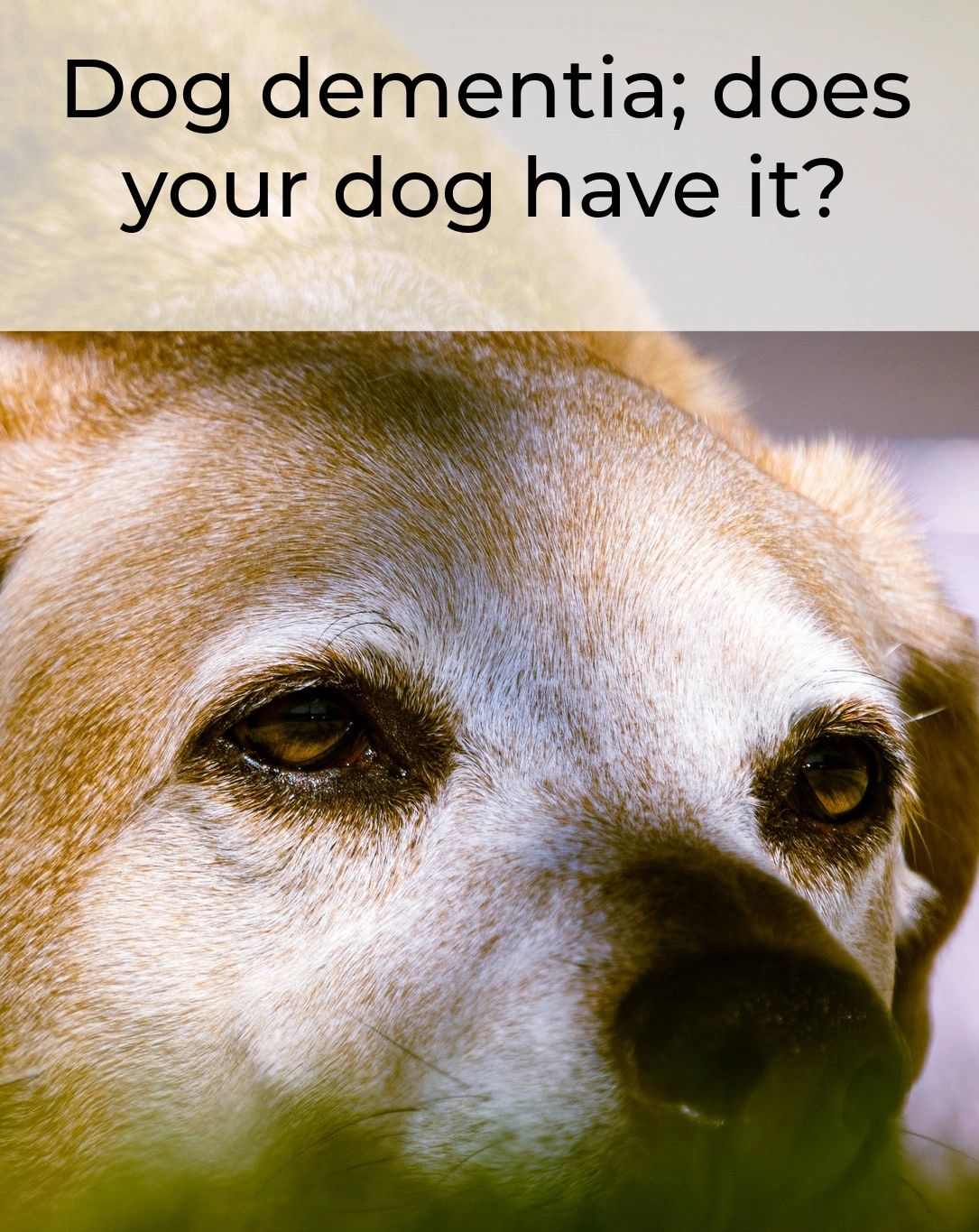 Does your senior dog seem “off” lately? Different behavior or getting lost? Dementia could be starting. But there are some things you can do to help.