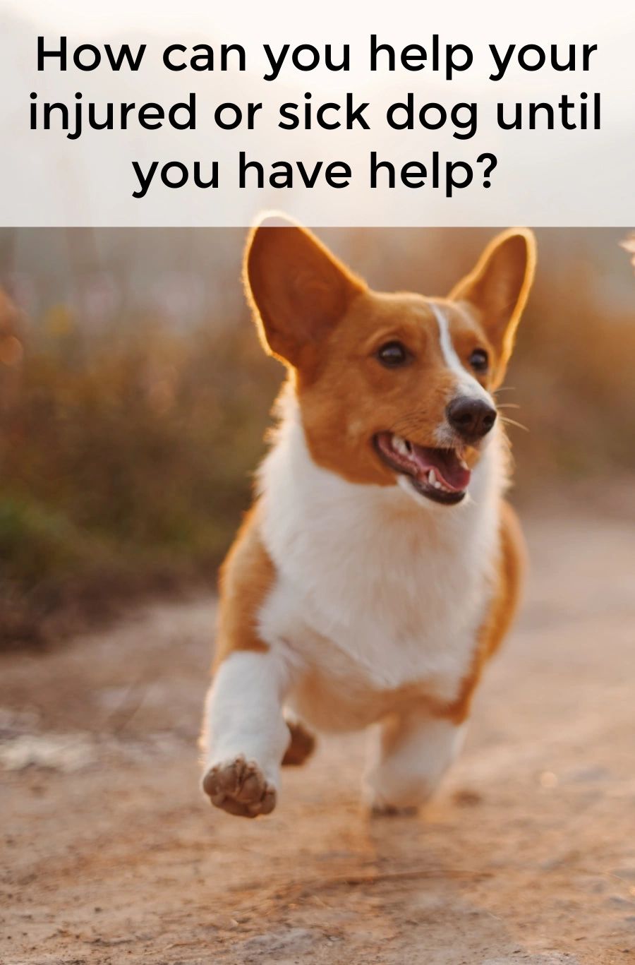 When a canine emergency comes up, you'll feel more prepared if you have a plan for how you can help until you can get to the vet.