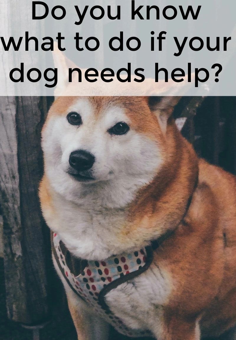 Having a plan for emergency situations can help you help your dog until you can get him or her to the vet.