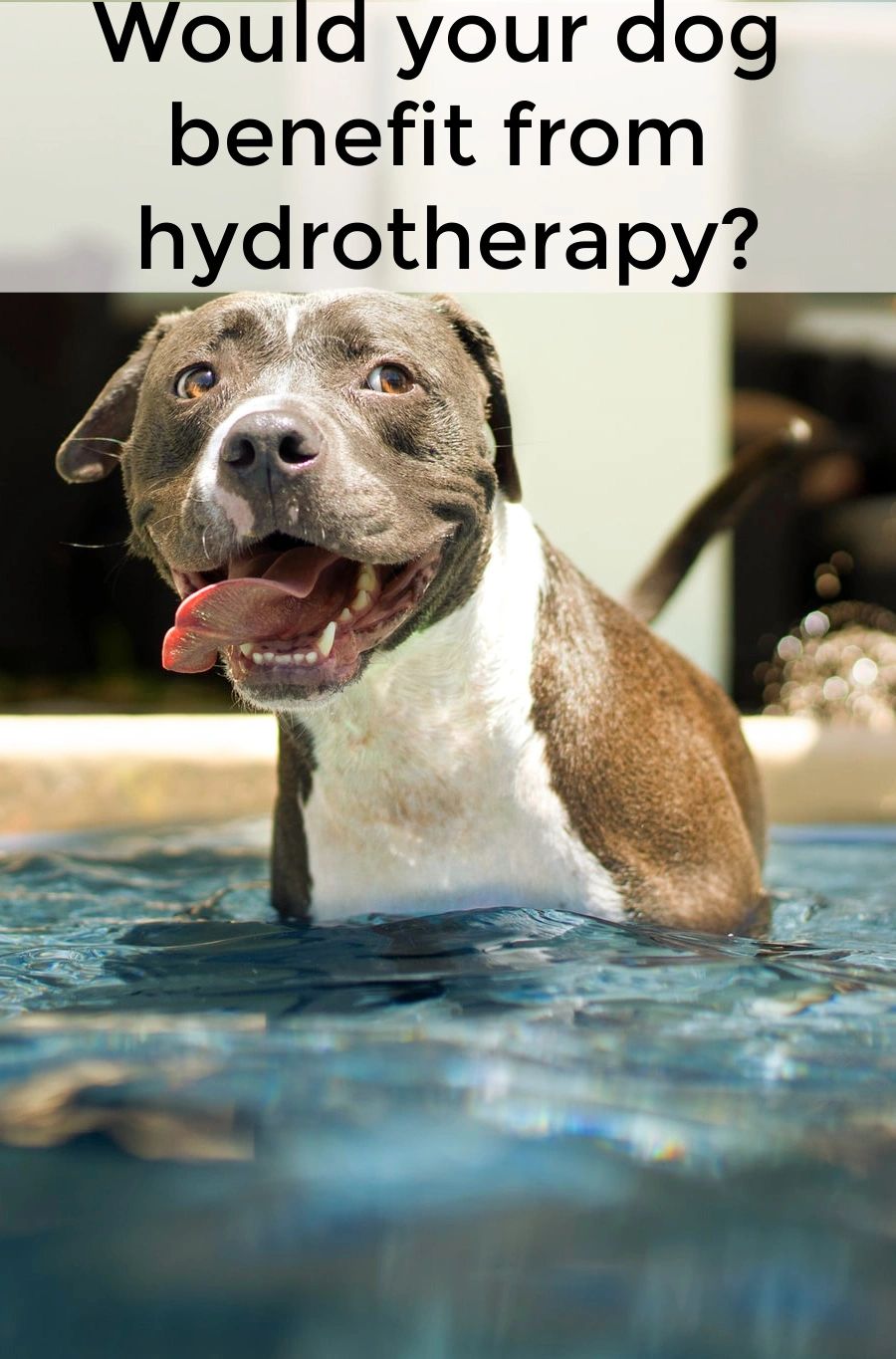 If you have a older dog with joint issues, a canine athlete, or a dog that is recovering from an injury or surgery, canine hydrotherapy can make a big difference.