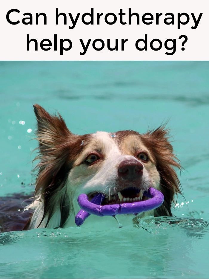 Canine hydrotherapy can happen at a specialized facility, at the local lake or even in your own backyard.  And the benefits are numerous!