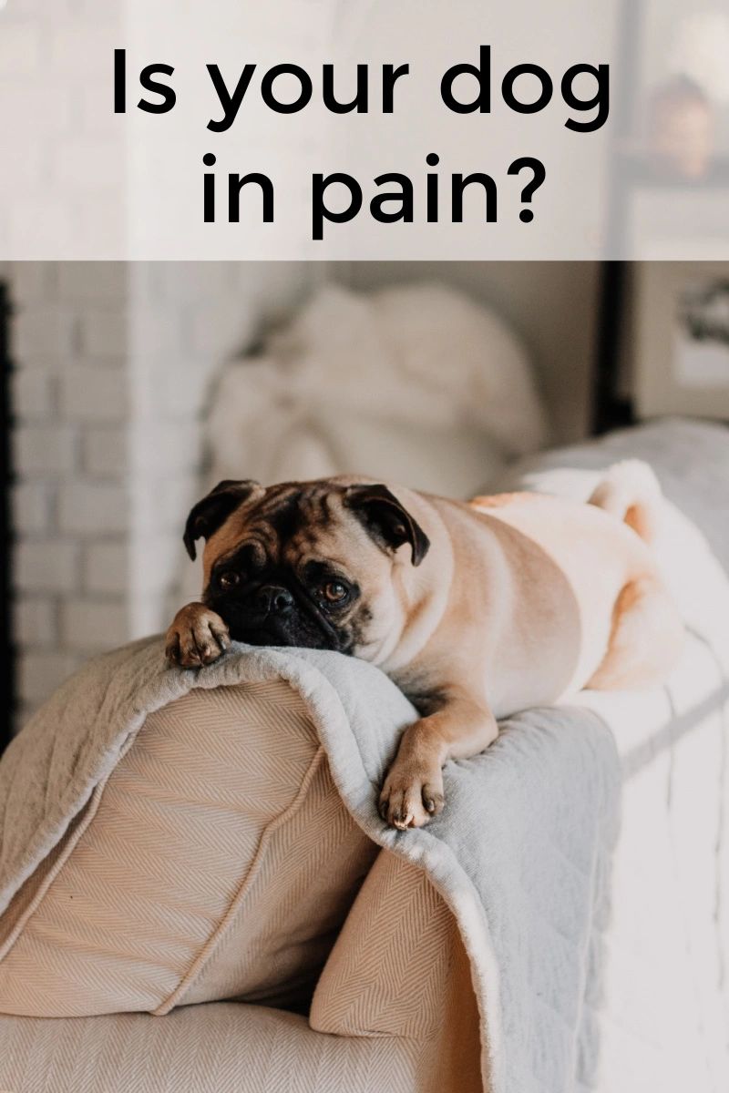 One of the best things you can do is pay attention to your dog.  If they have changes in behavior or activity level, it's important to find out why and be ready to support them.