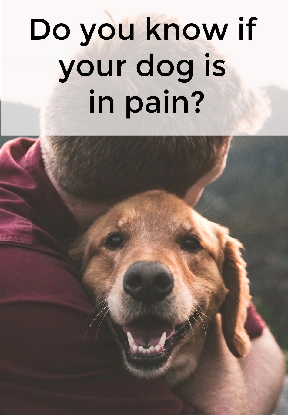 Do you know if your dog is in pain? Here are some ideas to help manage that pain.