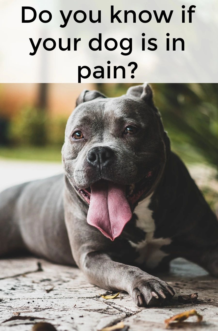 Watch for the nonverbal cues to identify a problem.  Then you can help relieve your dog's pain.
