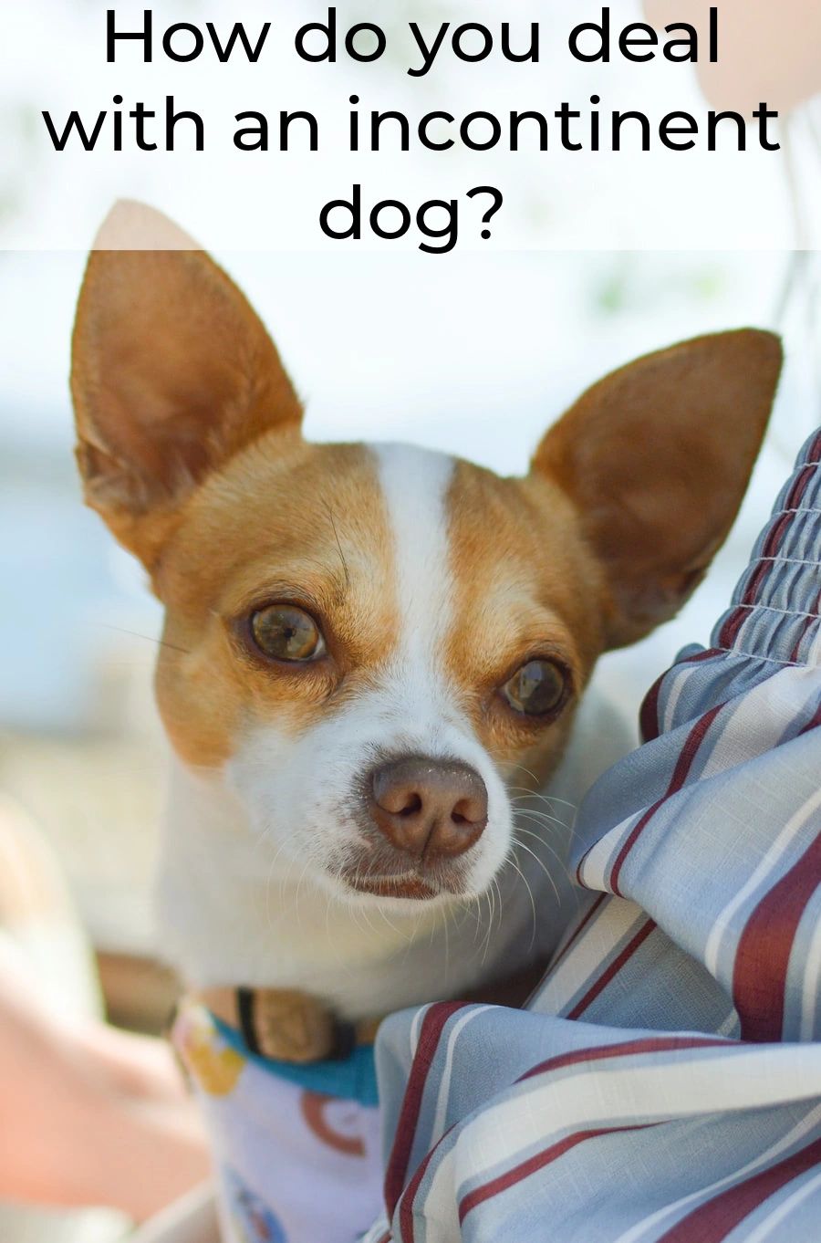 As your dog gets older, they may start having trouble holding their bladder and bowels due to a health or mental issue. Or maybe their bodies are just getting worn out and don't work as well as they used to. As your dog gets older, they may start having trouble holding their bladder and bowels due to a health or mental issue. Or maybe their bodies are just getting worn out and don't work as well as they used to.