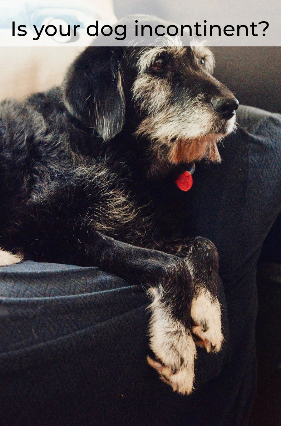 Incontinence is more than just having an accident in the house. Your dog may want to go outside, but maybe they don't feel the urges quickly enough, or at all. There are some strategies that can help. Incontinence is more than just having an accident in the house. Your dog may want to go outside, but maybe they don't feel the urges quickly enough, or at all. There are some strategies that can help.