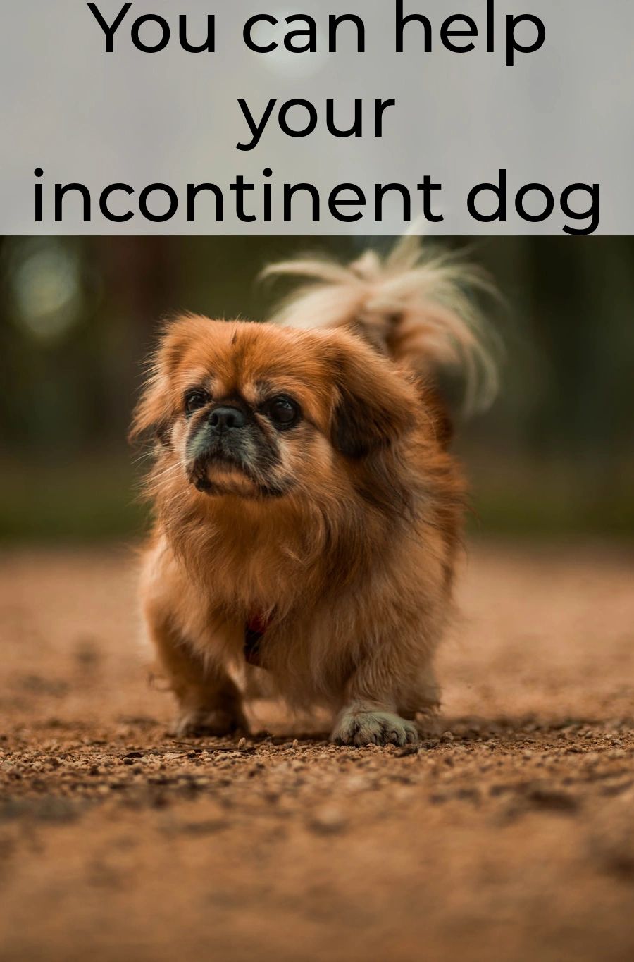 Planning ahead can help you gain control of the situation. Your dog will appreciate it. Planning ahead can help you gain control of the situation. Your dog will appreciate it.