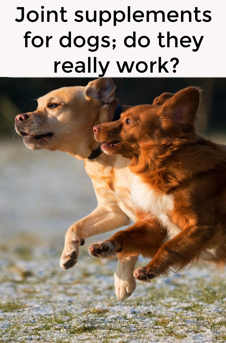 Joint supplements are a frequent topic of conversation for canine or equine athletes. But how well do they really work and which ones are best? Joint supplements are a frequent topic of conversation for canine or equine athletes. But how well do they really work and which ones are best?