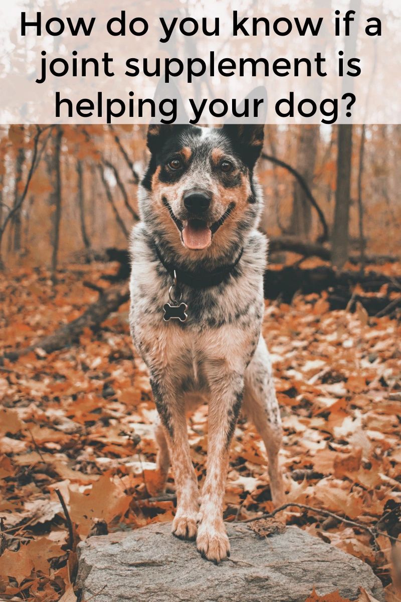 We want our dogs to be free of arthritis pain, but how do we know which supplements can do the most good? We want our dogs to be free of arthritis pain, but how do we know which supplements can do the most good?