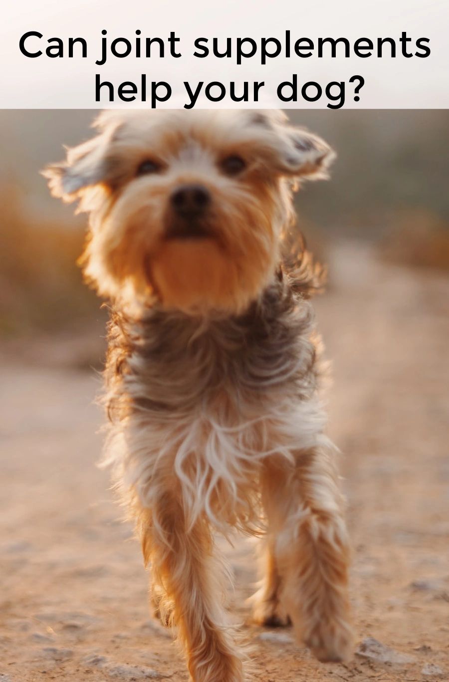 Joint supplements have been linked to decreased joint pain in dogs. Find the ones that work best for your dog to give them a life with less joint pain. Joint supplements have been linked to decreased joint pain in dogs. Find the ones that work best for your dog to give them a life with less joint pain.