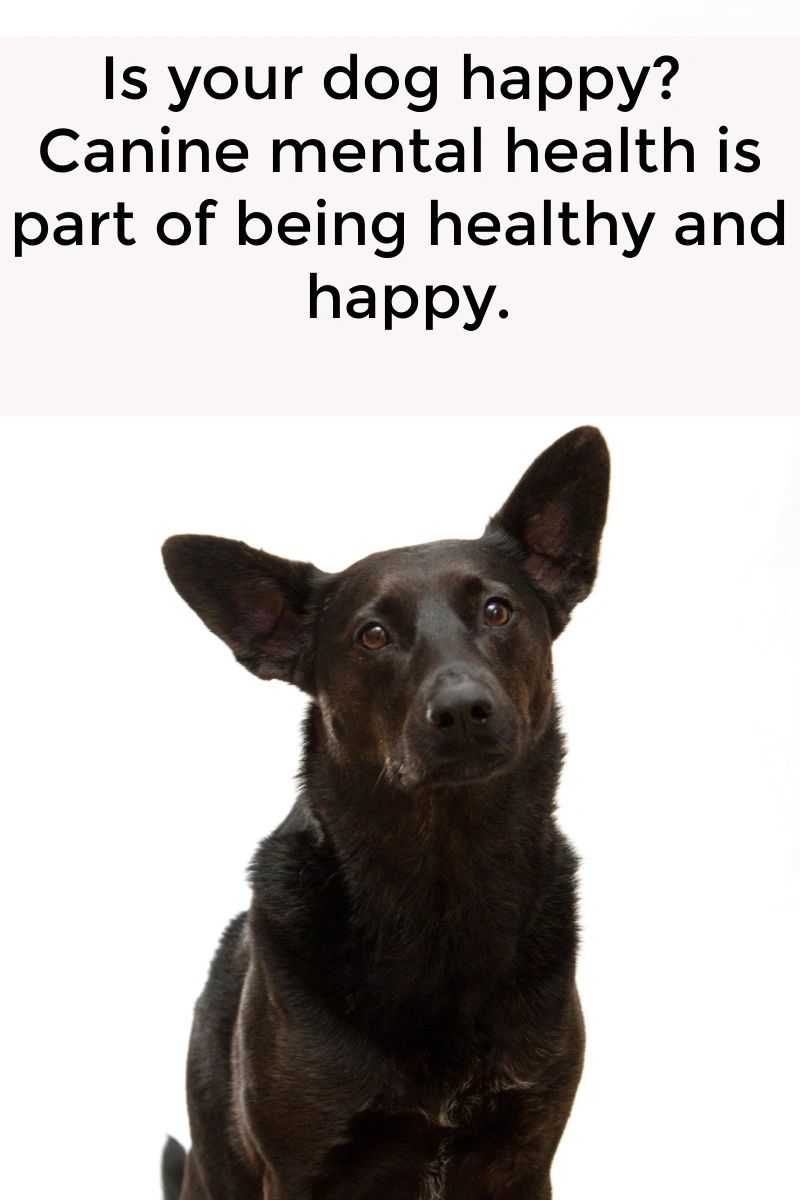 Understanding some of the issues your dog may be having can help you help them. Understanding some of the issues your dog may be having can help you help them.