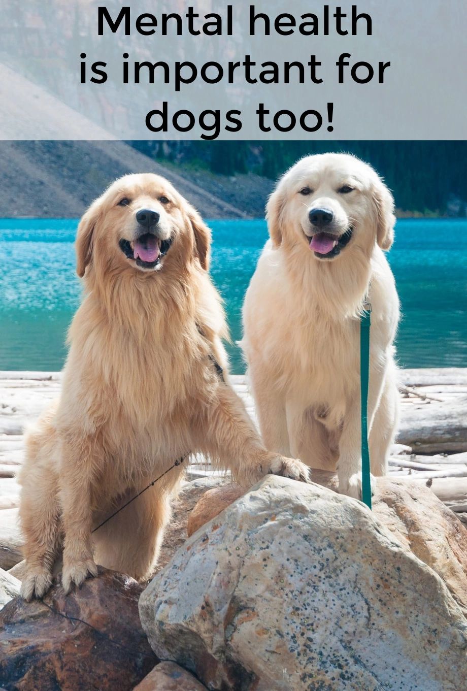 Dogs need to be mentally healthy also. They can be effected in lots of different ways and sometimes have issues. Dogs need to be mentally healthy also. They can be effected in lots of different ways and sometimes have issues.