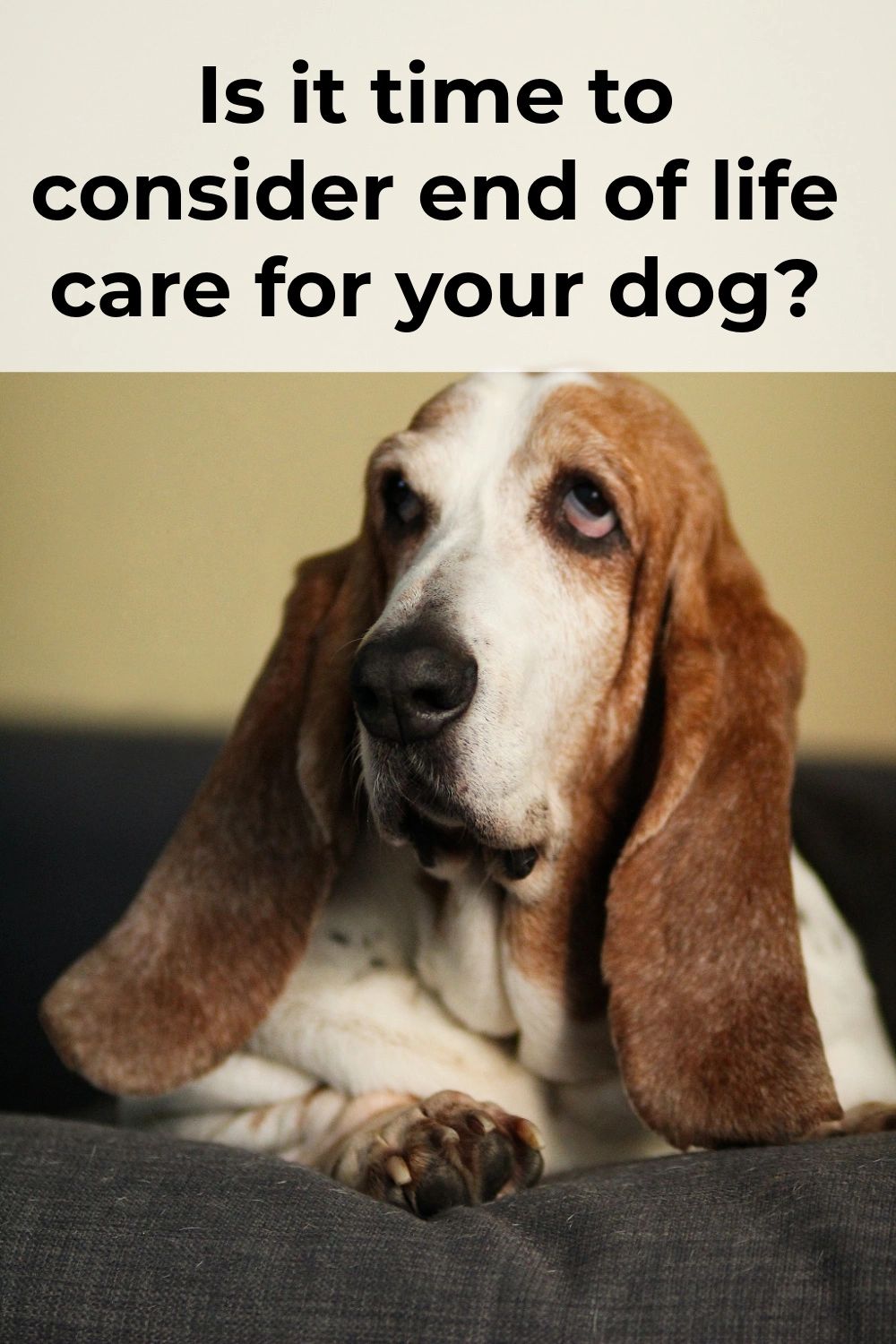 End of life care is an important part of taking care of a beloved pet, as hard as it can be. As a pet guardian, we are often in the unique and difficult position of deciding when and how that end comes. 