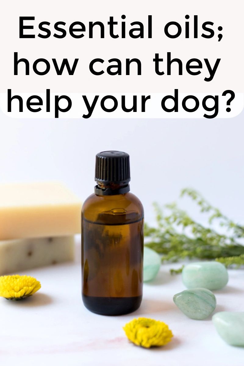 Essential oils can be used aromatically, topically or internally, depending on the oil and the intended purpose.  Always be sure you allow your pet to refuse exposure to any oils you hope to use.