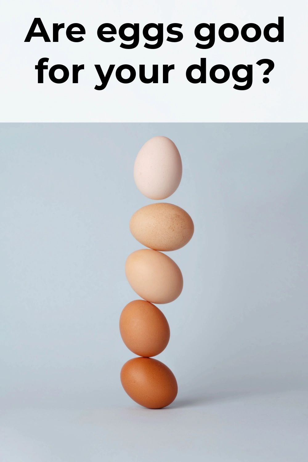 Eggs are surprisingly good for your dog; full of protein and other important nutrients that will keep your best friend healthy. Eggs are surprisingly good for your dog; full of protein and other important nutrients that will keep your best friend healthy.