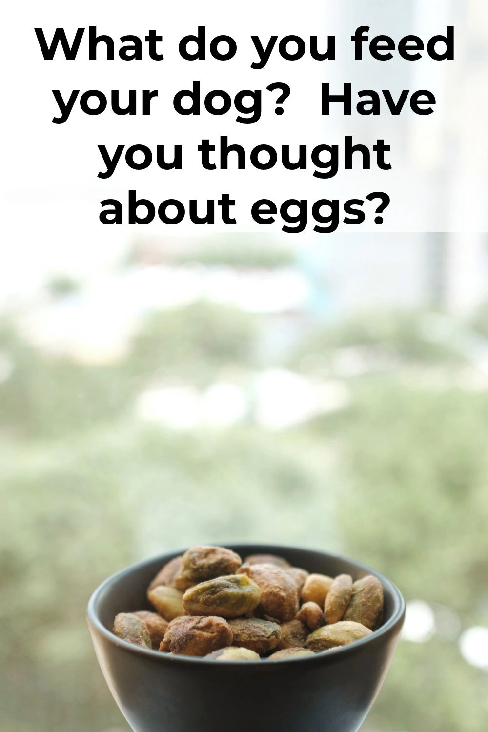 Eggs can help your dog have healthy skin and coat. Eggs can help your dog have healthy skin and coat.