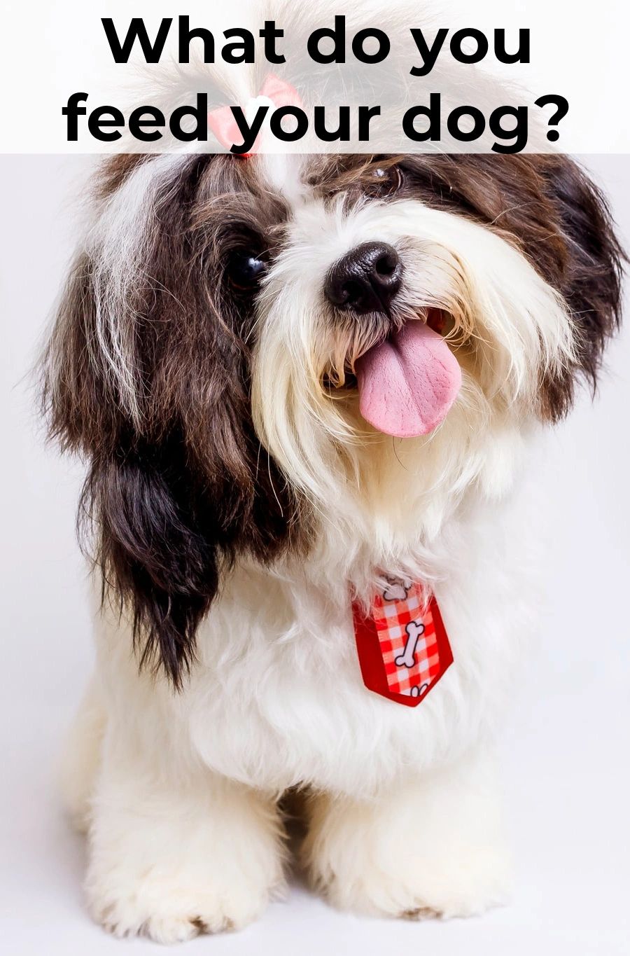 There are lots of theories about feeding your dog. If you do some research, you will find that eggs are worth considering due to their health benefits. There are lots of theories about feeding your dog. If you do some research, you will find that eggs are worth considering due to their health benefits.