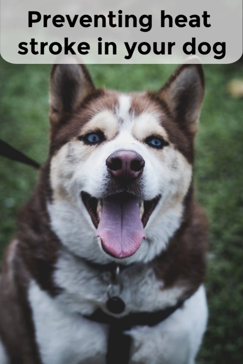Recognizing when heatstroke can be a problem can be useful so you know when your dog is at risk. Recognizing when heatstroke can be a problem can be useful so you know when your dog is at risk.