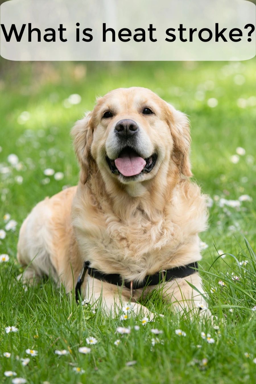 Summertime comes with higher temperatures. Since dogs don't sweat, they can have some issues with overheating. However, there are many steps you can take to help your dog stay cool. Summertime comes with higher temperatures. Since dogs don't sweat, they can have some issues with overheating. However, there are many steps you can take to help your dog stay cool.