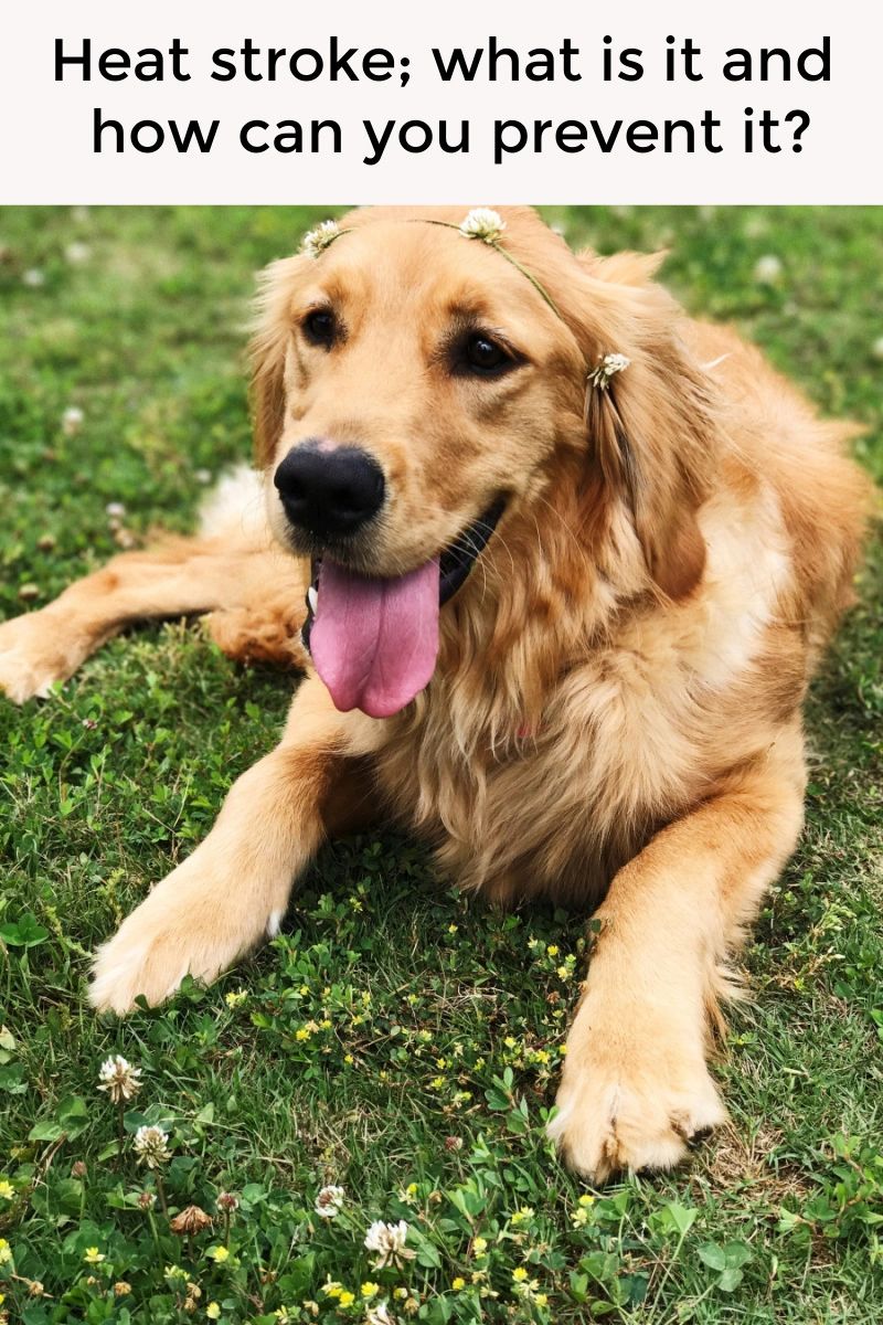 Heatstroke is a real danger for dogs when they overheat. Planning ahead and using some strategies to keep them cool can make all the difference. Heatstroke is a real danger for dogs when they overheat. Planning ahead and using some strategies to keep them cool can make all the difference.