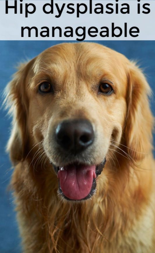 If your dog has hip dysplasia, you need to find out what your options are for managing the pain and keeping your dog as mobile as you can for as long as possible.