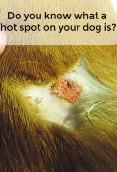 Not only are they ugly, but they’re extremely painful for your dog. Knowing how to help them heal is huge!