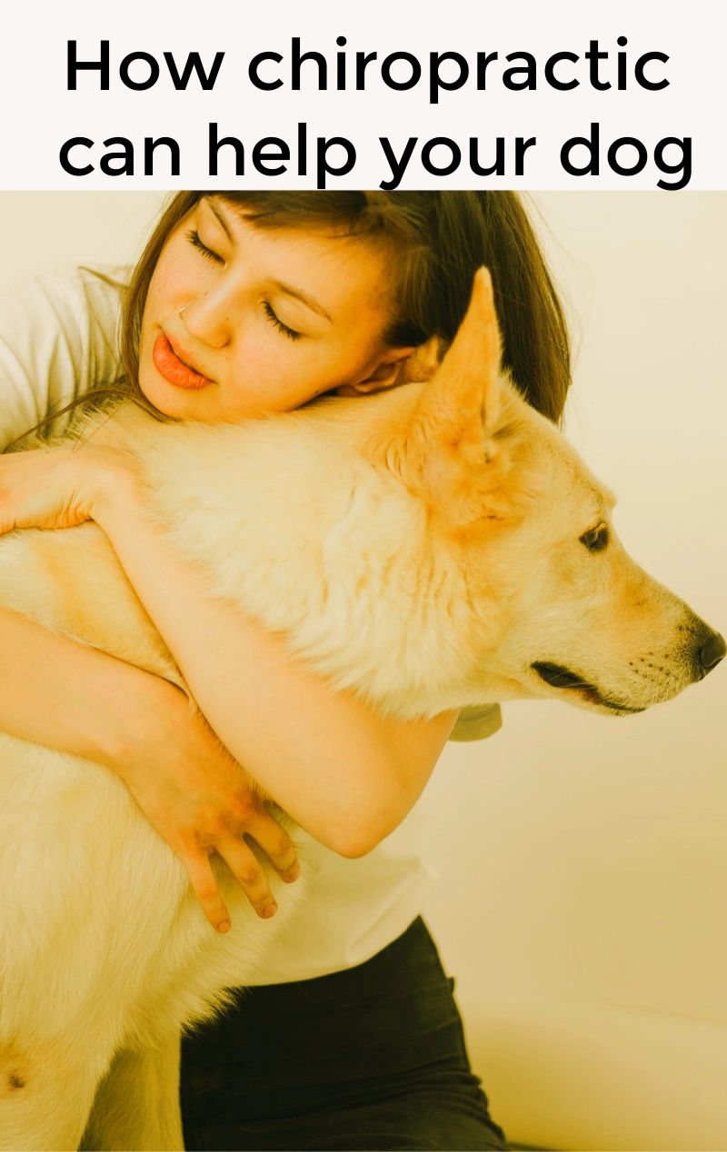 Dog chiropractors can help your dog with pain and mobility issues,