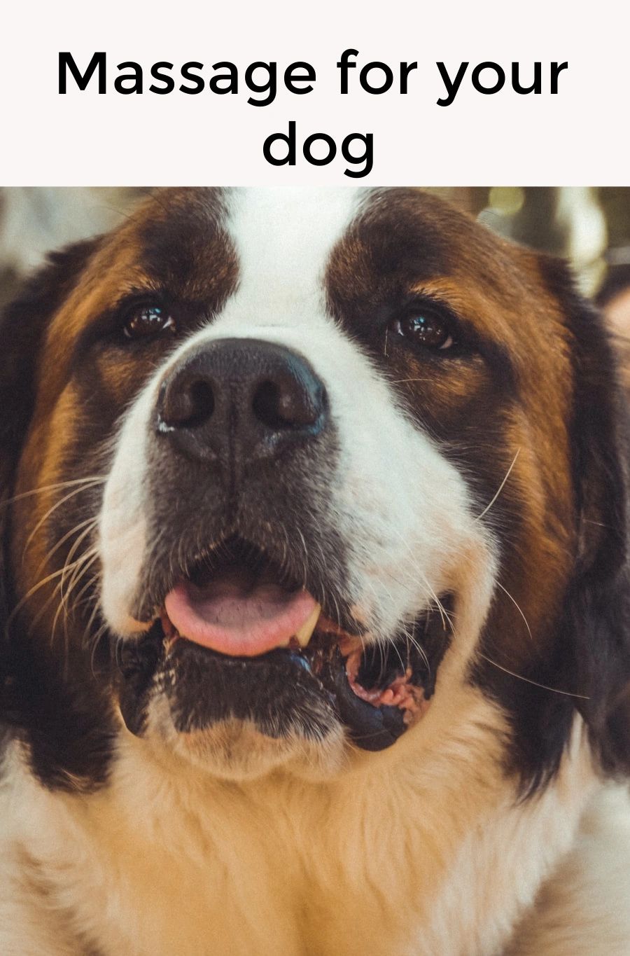 Just like us, dogs can benefit from massage in lots of ways, from pain relief to improved circulation to a better mood.