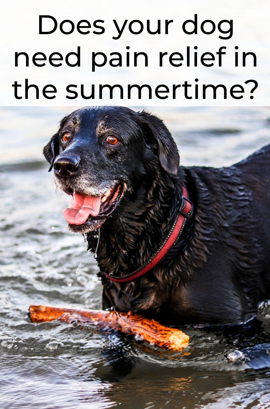 Dogs often get more active in warmer weather, leading to over use of painful joints.  Knowing how to help when your dog hurts can make all the difference.