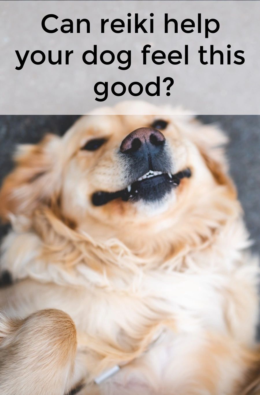 Reiki has a way of using positive intention and energy to make its receiver, your dog, feel good! Reiki has a way of using positive intention and energy to make its receiver, your dog, feel good!