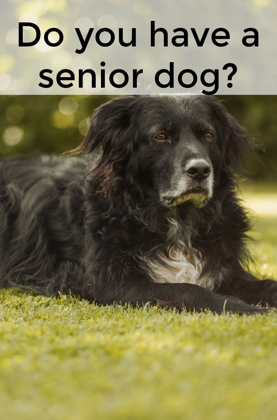 A senior dog is generally one that is more than 8 years old.  But just like people, age is only part of it.  Each individual dog ages in his or her own way.  Issues will be different.  Timing will be different.  Quality of life will change. You can help them make the transition easier.