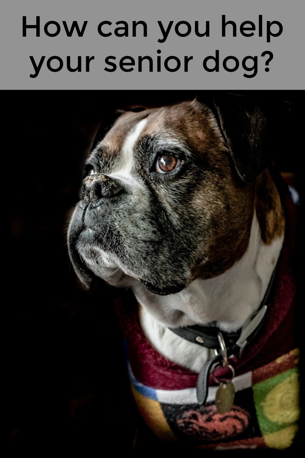 Senior dogs sometimes need extra help with pain management, mobility, vision or hearing problems, or other health concerns. Fortunately, there are many ways you can help alleviate these problems.