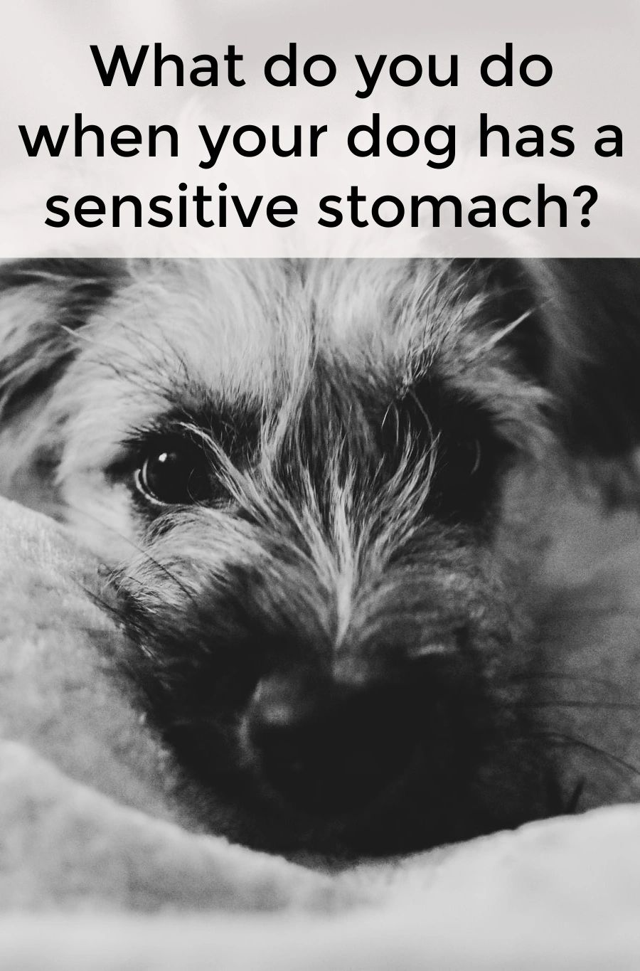 If your dog has a sensitive stomach, there are things you can do to help them be healthy and happy.